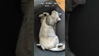 #Sweet dream #catlover #cat #mimpi #cutecat #animals #meongemes #music