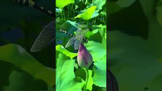 dragonfly is increasing flower beauty. #insects #shorts #short #insect