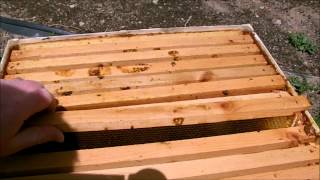 installing a package of bees