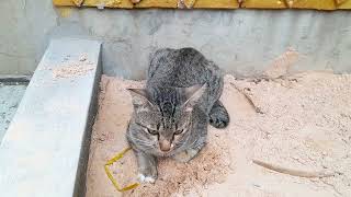 Looking so lovely smart cat in the pagoda doing