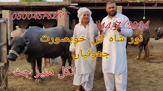 Noor shah ki khubsurat jhotia for sale Okara Animal TV 03004576252 14/7/2024