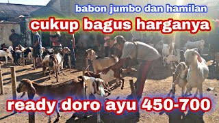 pembeli Berebut harga kambing melambung tinggi ll updet harga kambing hari ini