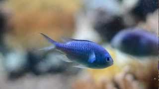 Fish at Bristol Zoo