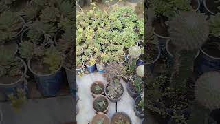 Colour full succulent at plant nursery #youtube ##youtube #letsexplore777 #shortsviral #urdu #hindi