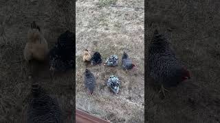 Crazy feral chickens devouring bread