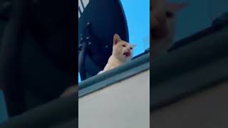 Smart cat sitting on wall for an eagle view