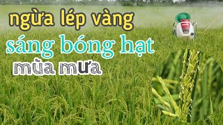 phun thuốc ngừa lép vàng VI KHUẨN BÔNG sáng bóng hạt mùa mưa #130 l thanhdotv