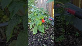 Peppers Changing Colors Always Makes Me Smile || DHBG