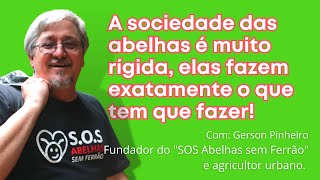 COMO SE ORGANIZA A SOCIEDADE DAS ABELHAS