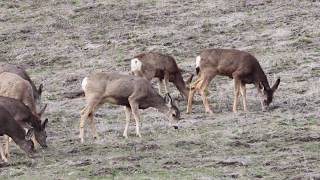 Mule Deer Grazing