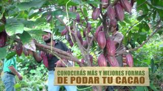 LAS NUEVAS TECNOLOGIAS Y EL CACAO