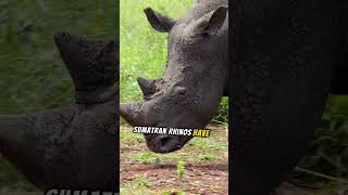 Things To Know About The Sumatran Rhinoceros