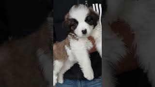 Biggest Dog Breed in India ||Cheapest Saint Bernard For Sale