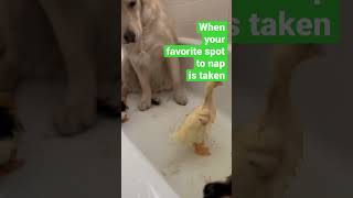 He doesn’t want to share his tub! #goldenretriever #dogbath #duckling #duck #puppy