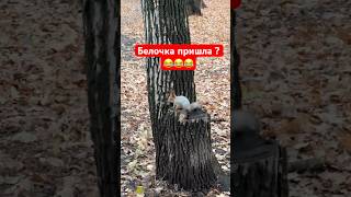 Два в одном! И здоровья прибавилось и глаза порадовались обилию живности👌 #hunting #зож #утки