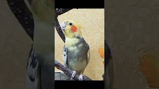 Fanny Cockatiel male calling female #fannycockatielshorts #cockatielscream #cutebirds #cockatiel