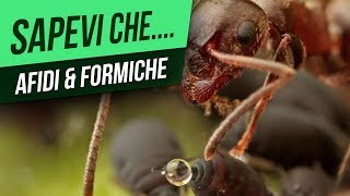 SAPEVI CHE... Le Formiche Allevano gli Afidi 🐜