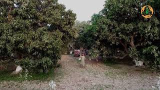 Mango Orchard Spray: Experience the View by Drone|مینگو باغ کا سپرے: ڈرون کی نگاہ سے محسوس کریں