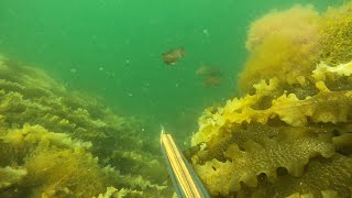 Rakke, Stavern, Norway. Freediving and spearfishing. 4K video.