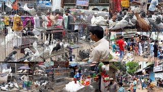 pigeon videos | Biggest pigeon market in Dhaka | ঢাকার বুকে এক বিশাল কবুতরের হাট | Pigeon Market.net