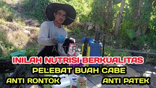 PART 19 : APLIKASI PUPUK PHOSHAT DAN KALIUM JELANG PANEN RAYA