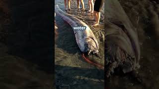 Real Sea Serpent | Giant Oarfish | #animals #ocean #facts #shorts #giantoarfish