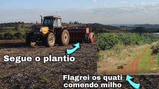 E o plantio continua. Flagrei os quati comendo milho!!