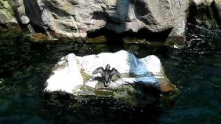 Torquay Living Coast Puffins