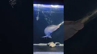 Monster Fish| Silver Arowana 18 inch| Arowana Tank #aquriamfish #fish #shorts