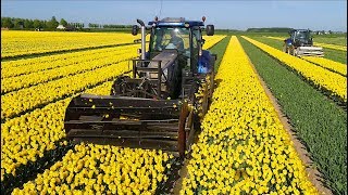 Topping Tulips | 2x New Holland T6.160 | 2.25 bedden | Maliepaard Stad aan t Haringvliet