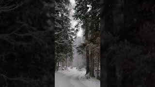 Wind in the forest. Snowfall. ASMR #SHORTS