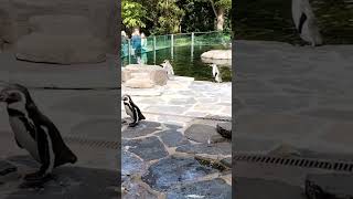 do you like penguins? 🐧 #animals#ytshorts#trending#viral#fyp#myroosterandi‎@zoopraha   penguins