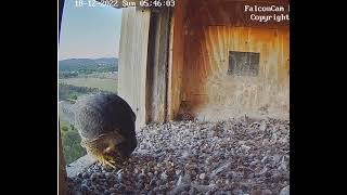 FalconCam 2022 12 18 0545 Indigo arrives with grass bundle!