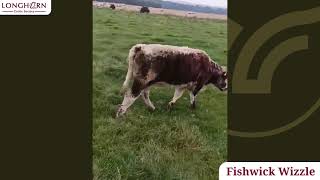 Fishwick Wizzle  - Longhorn Cattle Society Sale