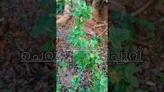 ബലിപൂവ്/Aerva lanata #youtubeshorts #ayurvedicmedicine #kinkz_Lifestyle #plant #kerala