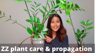 ZZ plant care and propagation | How to divide and repot ZZ Plant | propagate zamioculcas zamiifolia