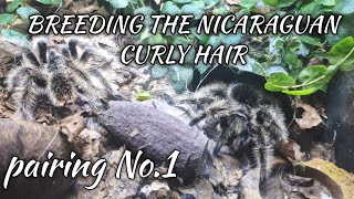 Pairing the fuzziest of fuzziness - Tliltocatl albopilosus "The Nicaraguan Curly Hair Tarantula"