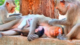 Mama monkey MESSY have weak health sleep give milk for child - look baby MASHA get milk to warmly