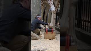 Giraffes and Takins need a Pedicure too