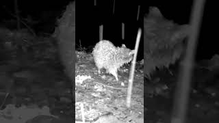 ❄Rain or snow, a raccoon gotta eat! #backyard #raccoon #nature #trailcam #trailcamera #habitat #eat