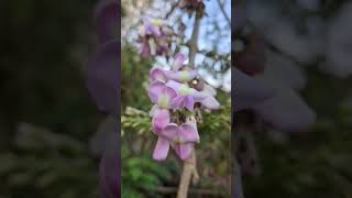 Flowers  #dodamarg #konkan #sindhudurg #heaven