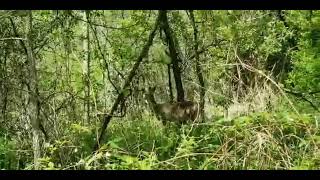 SPOTTED A DEER WHILE WALKING IN THE FOREST TRAIL #forest #deercherup #adventure  #healthylifestyle