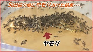 蟻戦争Ⅲ＃106 ヤモリを5000匹の蟻に与えた結果・・・。編～Gecko and 5000ants～