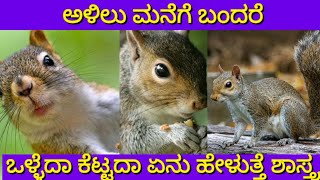 ಅಳಿಲು ಮನೆಗೆ ಬಂದರೆ ಒಳ್ಳೆದಾ ಕೆಟ್ಟದ | Alilu manege bandare