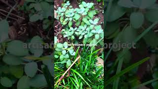 front yard wild sage bush:  dropping dry leaves for incense & smudge #dailyvlog #shorts #video