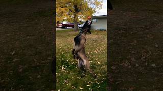 Off the nose. Happy dog dance. #belgianmalinois #searchandrescue #workingdog