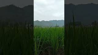 Amazing,, So Fresh! Green Rice Field #nature #natural #ambience