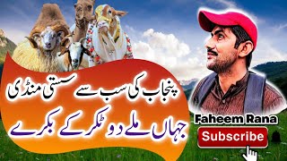 Bakra Mandi Machiwal latest update ||Multan to Delhi road || bhot sasty bakery||Faheem Rana