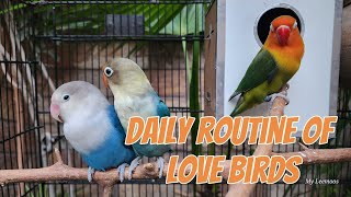 Life in a Cage: 3 Love Birds Together with a Blue Lovebird