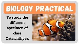 To study the different specimen of class Osteichthyes II Biology II Learning Practicals